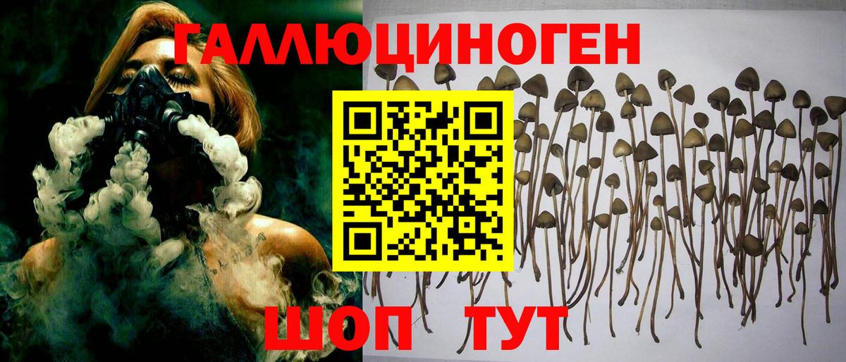 как найти   Вход с VPN  Хабаровск  Галлюциногенные грибы GOLDEN TEACHER  Галлюциногенные грибы прущие грибы 